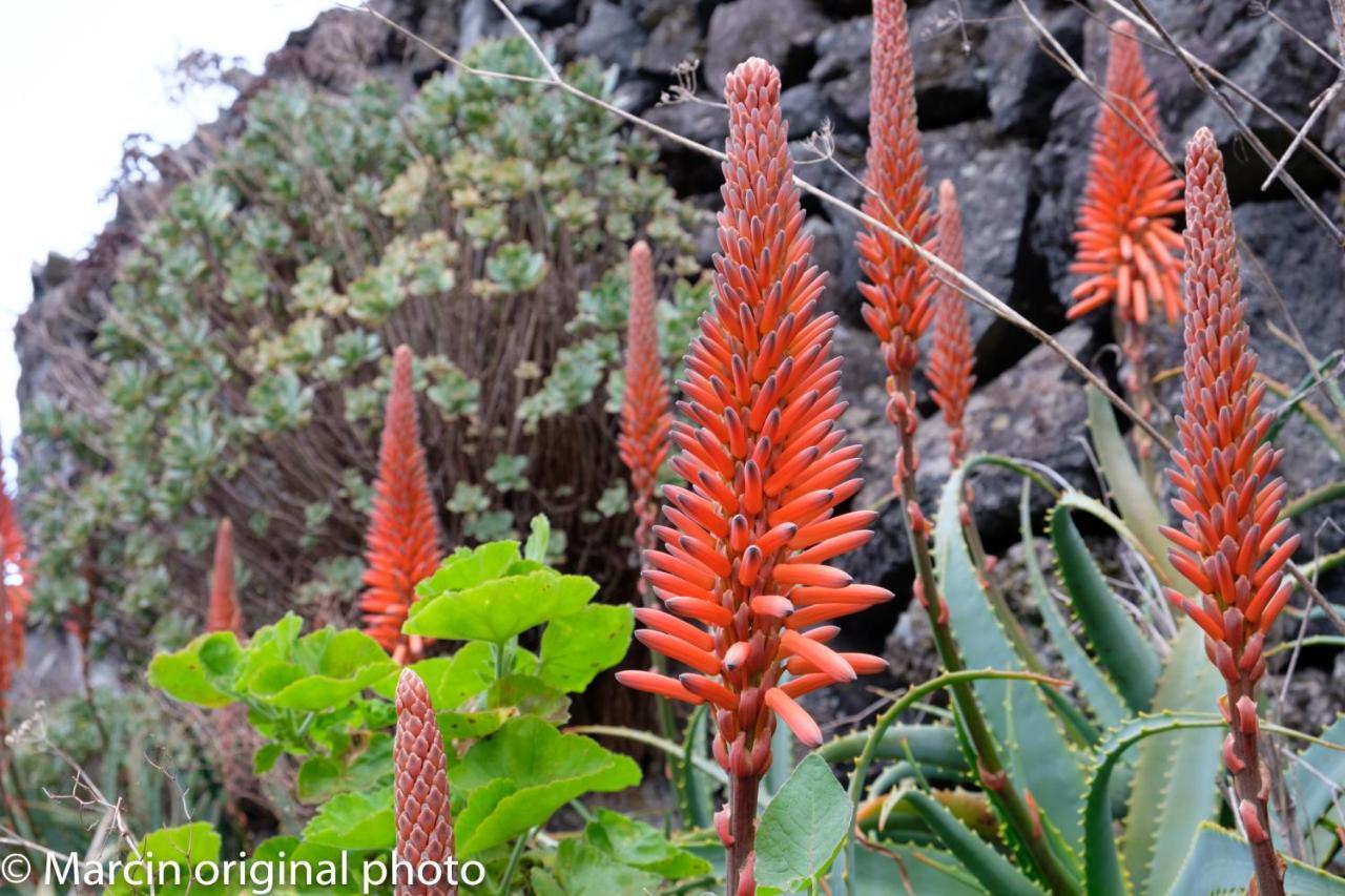 Tenerife Lizards - Duplex In The First Line Callao Salvaje Luaran gambar
