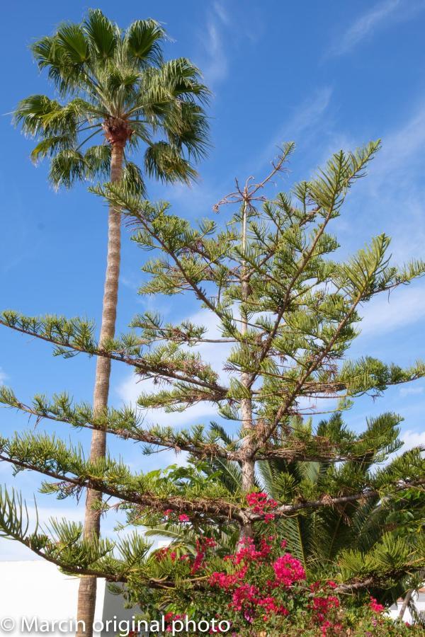Tenerife Lizards - Duplex In The First Line Callao Salvaje Luaran gambar
